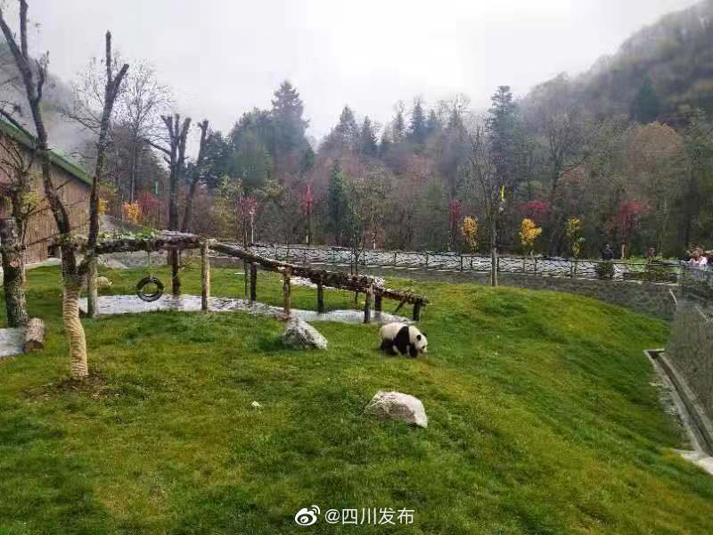 平武熊猫公园最新进展如何平武熊猫公园的最新进展如下